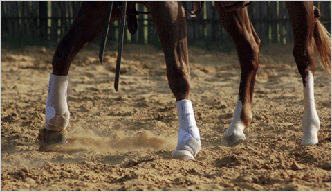 iconoclast rehabilitation horse boots